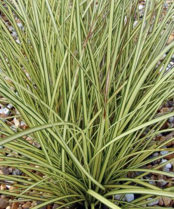 Ostřice hnědavá – Carex brunnea
