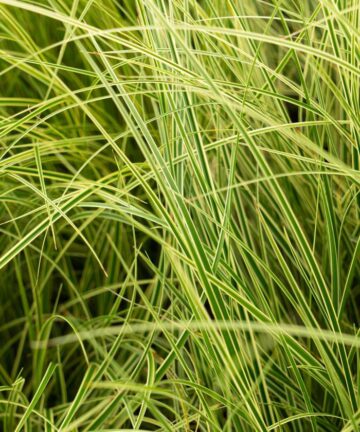 Ostřice hnědavá – Carex brunnea