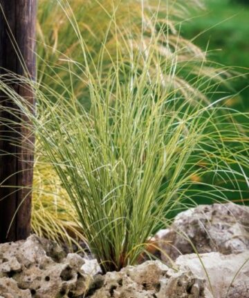Ostřice hnědavá – Carex brunnea