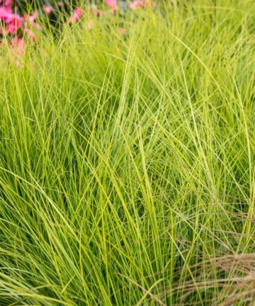Ostřice hnědavá – Carex brunnea