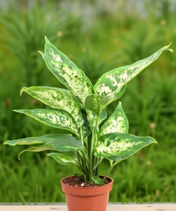 Difenbachie ‘Compacta’