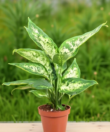 Difenbachie ‘Compacta’