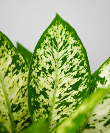 Difenbachie 'Compacta'