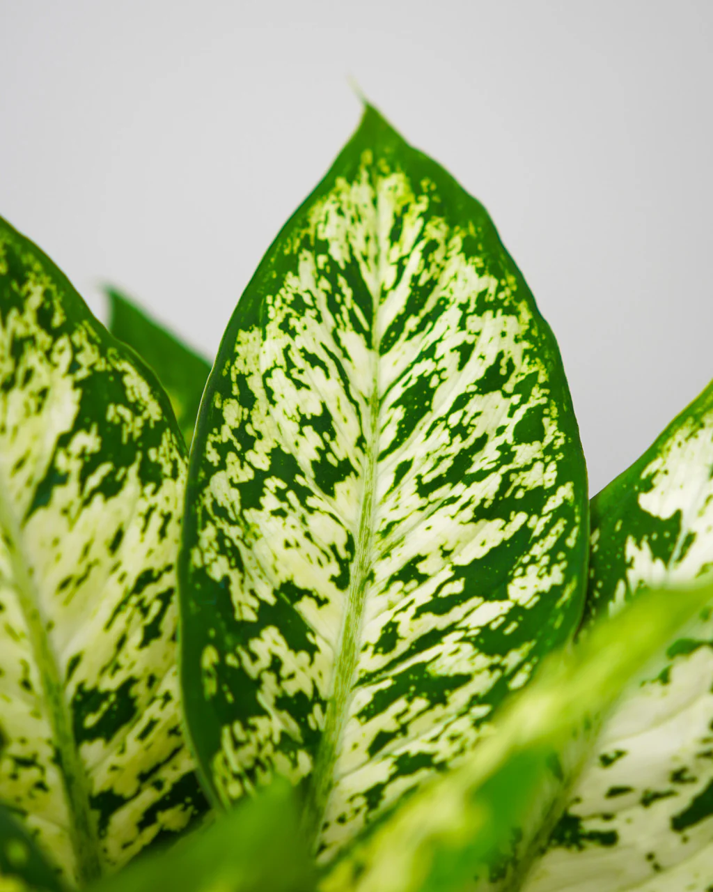 Dieffenbachia-2.jpg.webp Difenbachie 'Compacta'