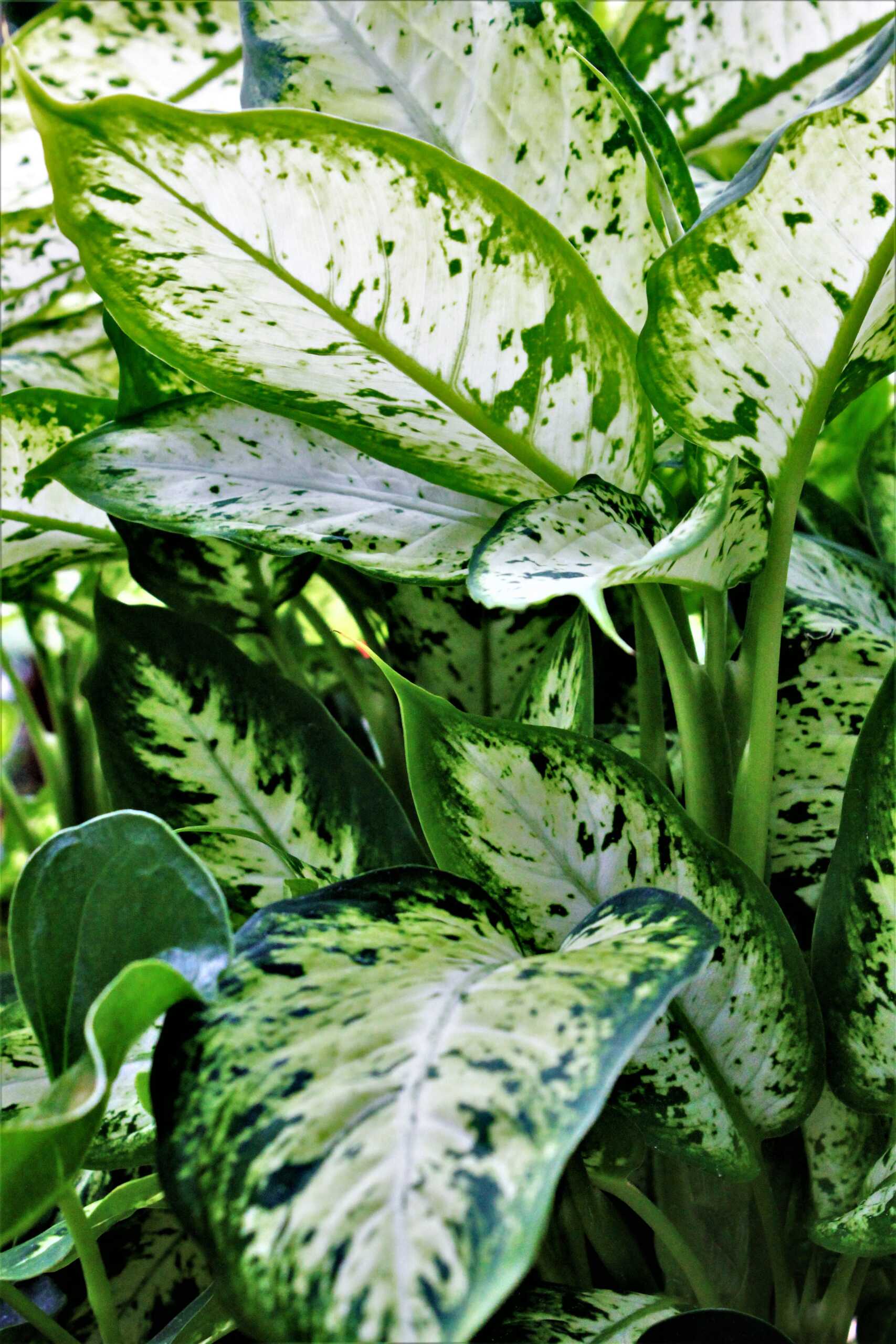 Dieffenbachia-3.jpg Difenbachie ‘Compacta’