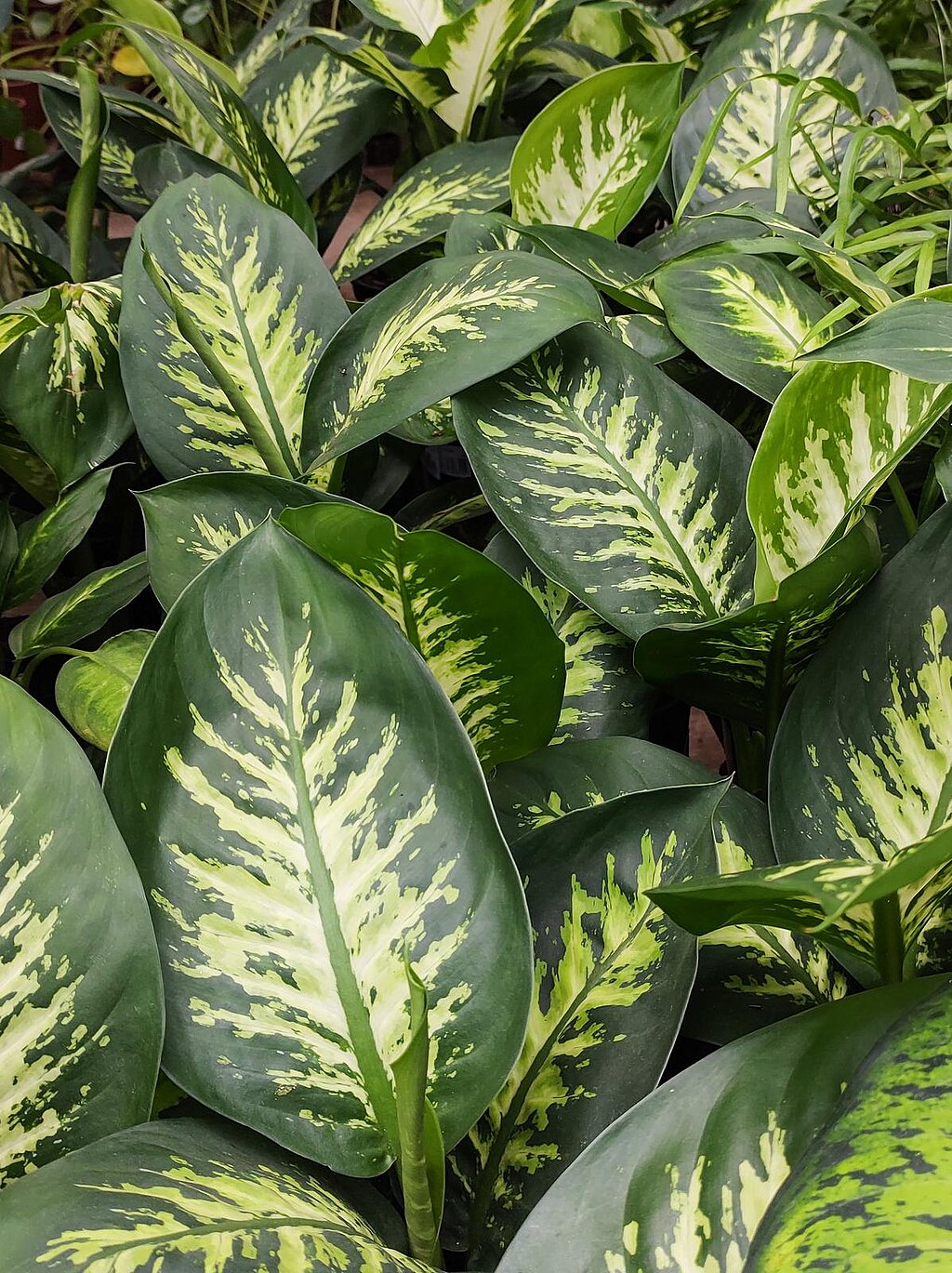 Dieffenbachia-4.jpg Difenbachie ‘Compacta’