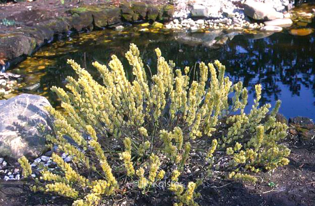 Salix-subopposita.jpg Vrba ‘White Cat’