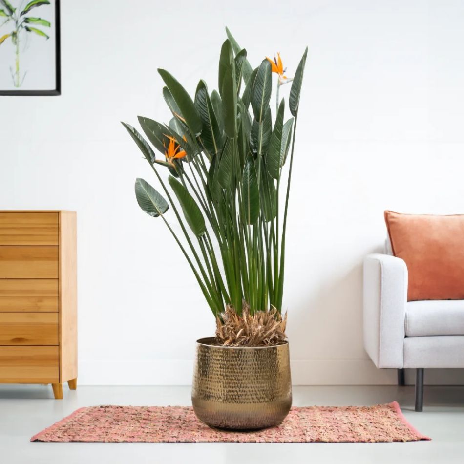 Strelitzia-Reginae-XL-150cm-1.jpg Strelície královská