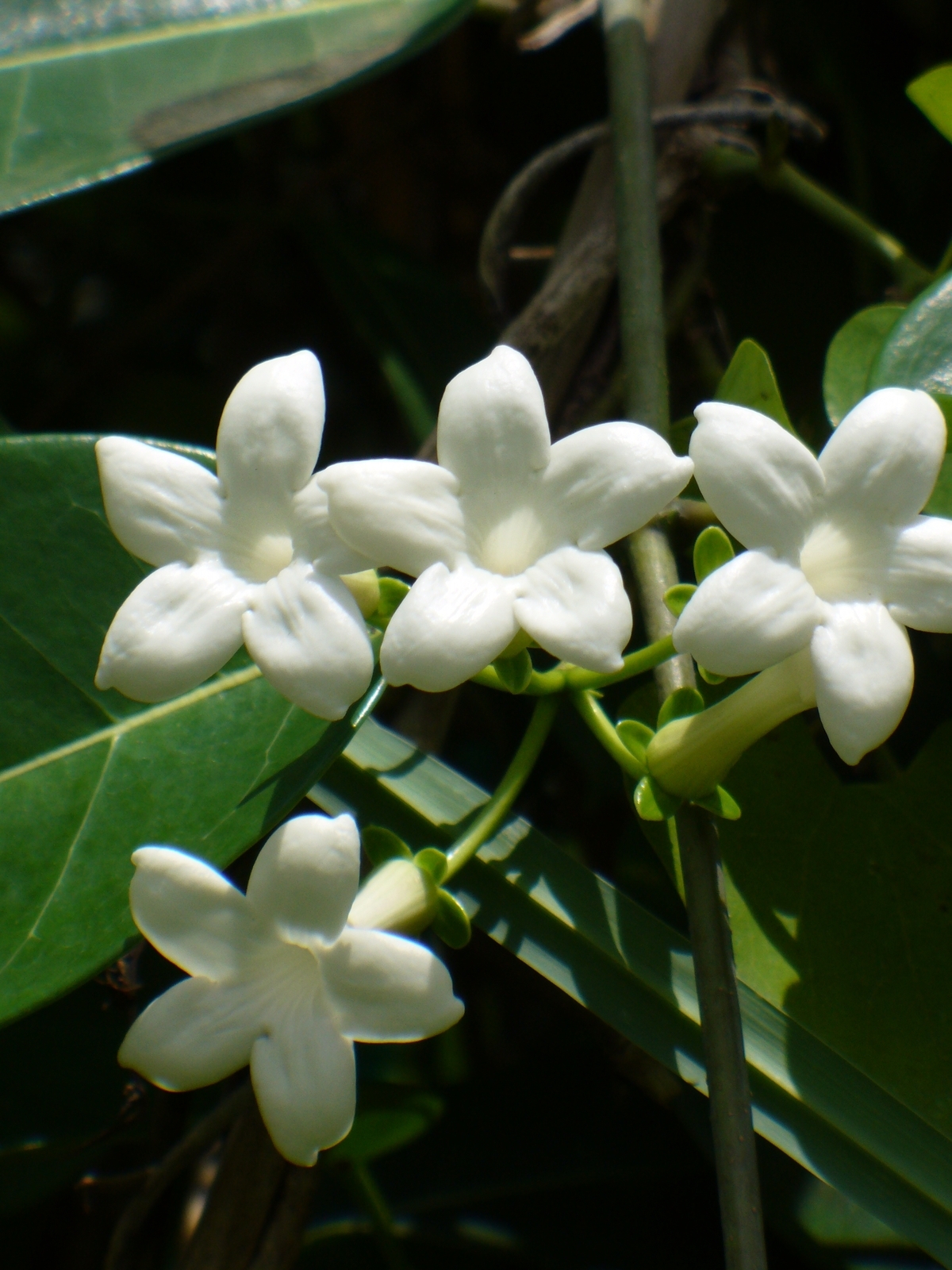 Vonavy-jazmin-Stephanotis-Evergreen-main-2.jpg Věncovec květnatý ‘Evergreen’