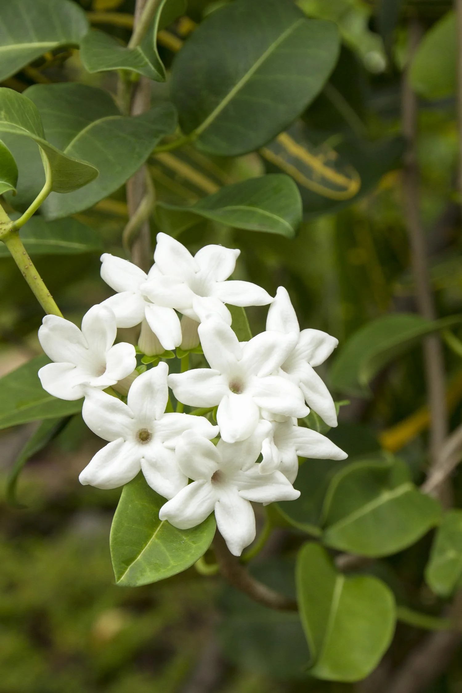 Vonavy-jazmin-Stephanotis-Evergreen-main-3.webp Věncovec květnatý ‘Evergreen’
