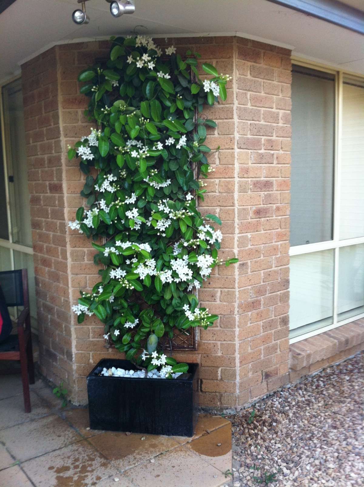 Vonavy-jazmin-Stephanotis-Evergreen-main.jpg Věncovec květnatý ‘Evergreen’