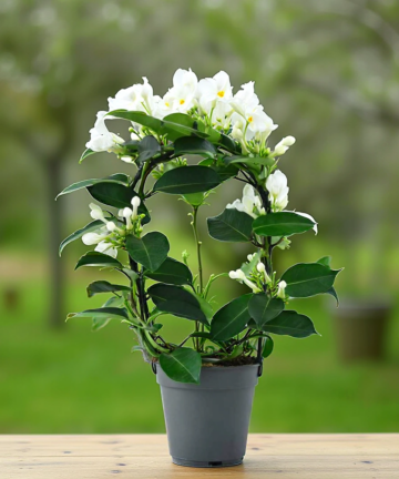 Věncovec květnatý ‘Evergreen’