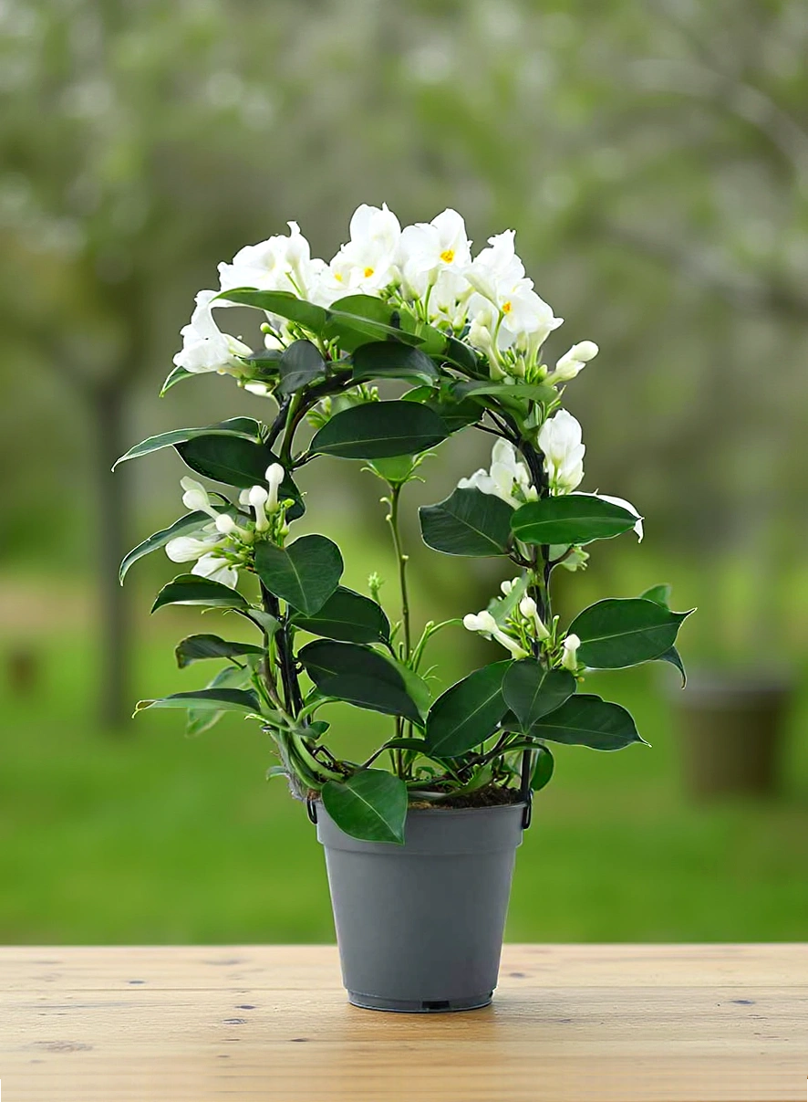 Vonavy-jazmin-br-Stephanotis-Evergreen-main.png Věncovec květnatý ‘Evergreen’