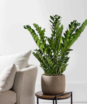 Zamiokulkas – Zamioculcas zamiifolia