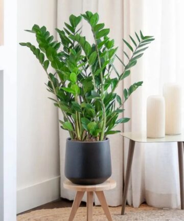 Zamiokulkas – Zamioculcas zamiifolia