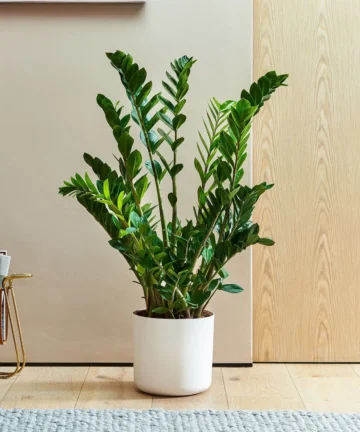 Zamiokulkas – Zamioculcas zamiifolia