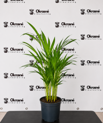 Areková palma – Dypsis lutescens