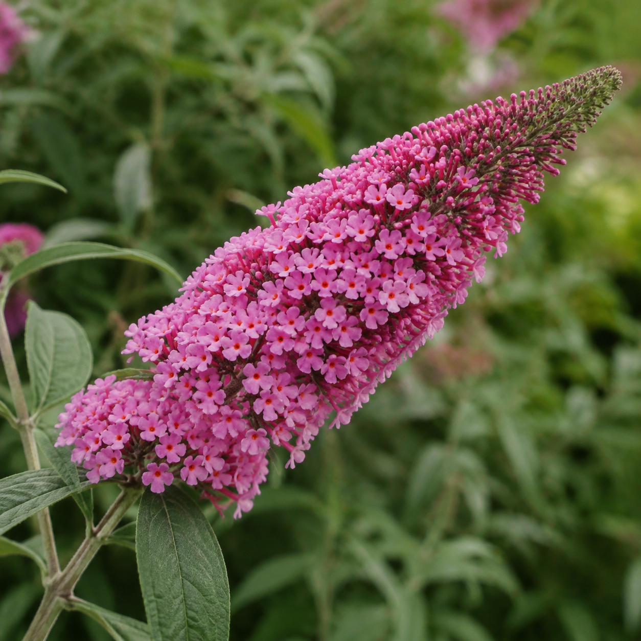buddleja-davidii-little-pink-02