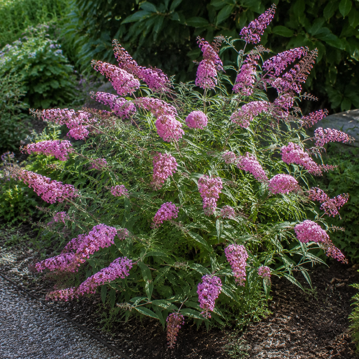 buddleja-davidii-little-pink-03