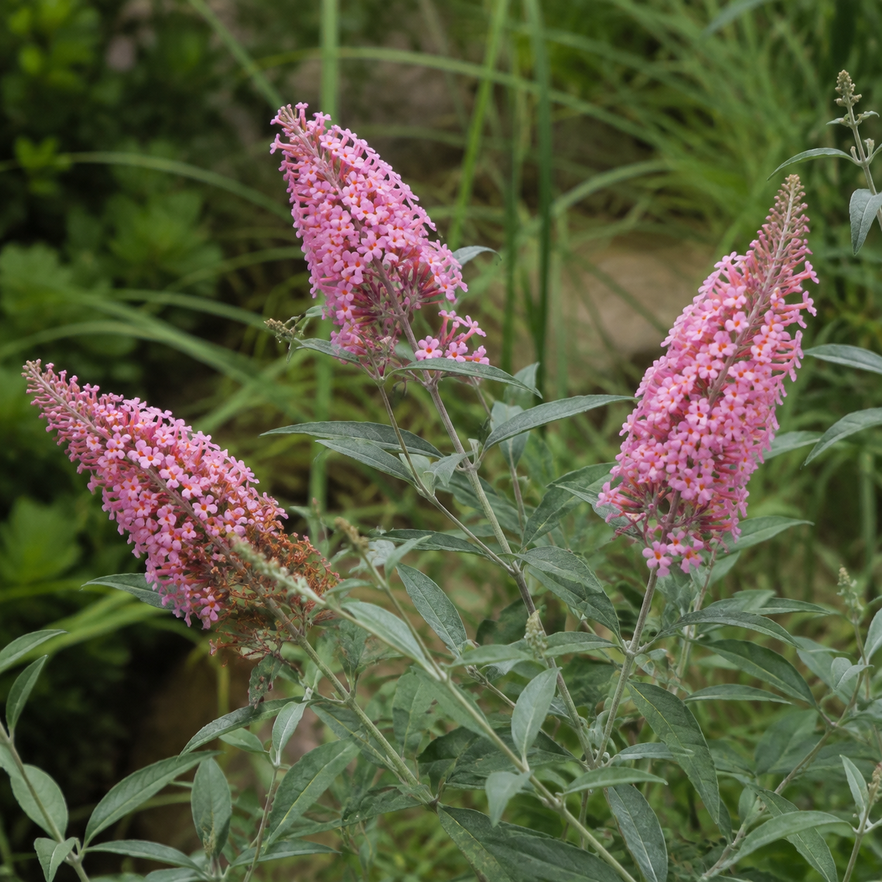 buddleja-davidii-little-pink-04