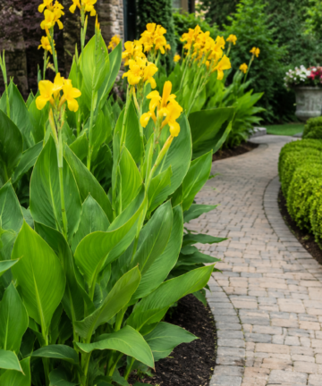 Kana indická ‘Yellow’