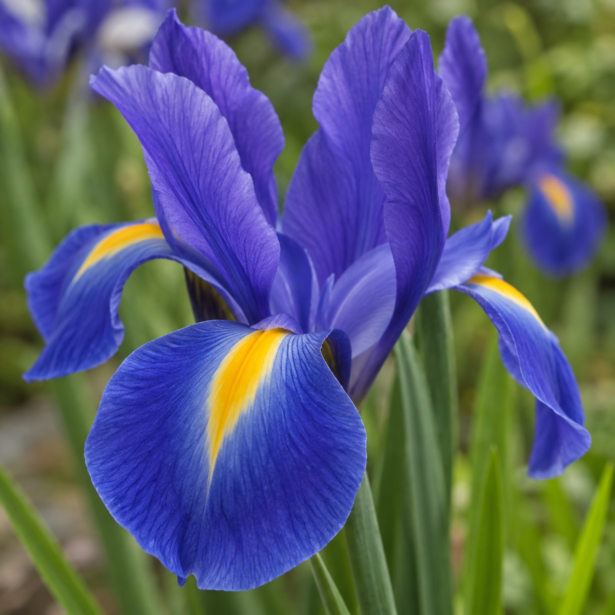 iris-discovery-03
