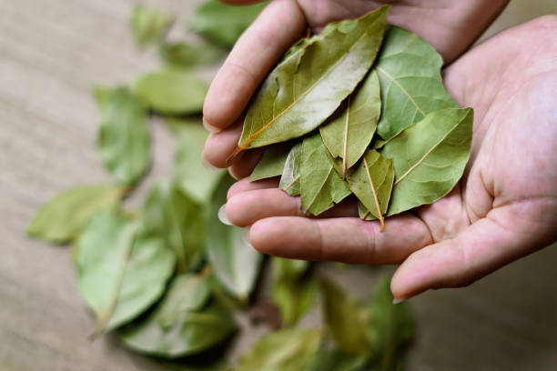 Holding bay leaves. Culinary concept. Bobkový list – Vavřín vznešený