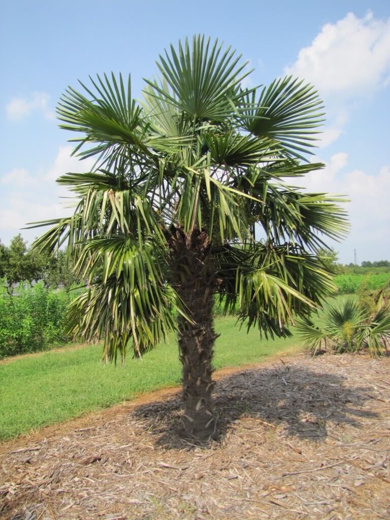 s-l1200.jpg Palma konopná – Trachycarpus fortunei