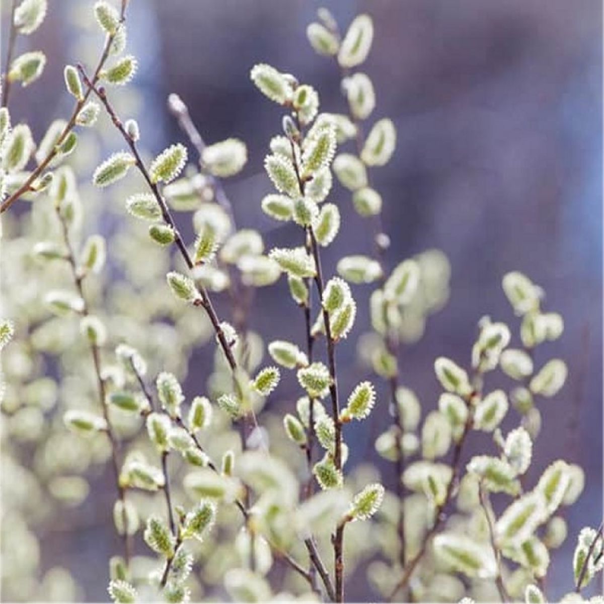 salix-tetrapla-white-cat.jpg Vrba ‘White Cat’
