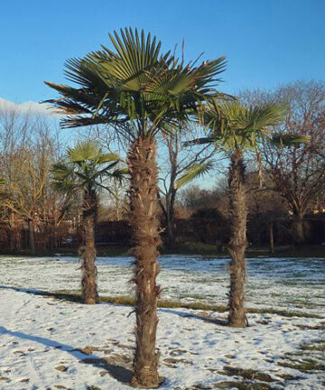 Palma konopná – Trachycarpus fortunei