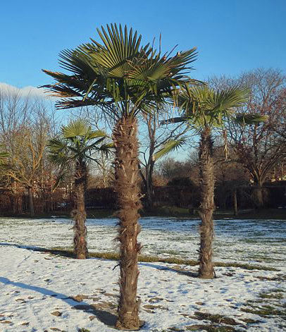 trachycarpusfortuneii.jpg Palma konopná – Trachycarpus fortunei